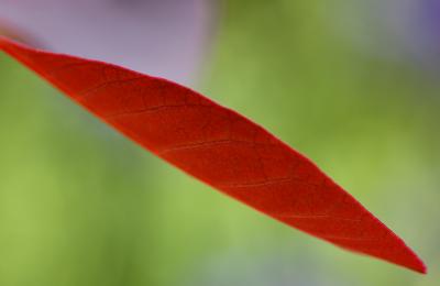 DSC_0056.jpg