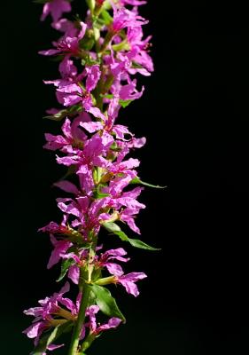 DSC_00431.jpg
