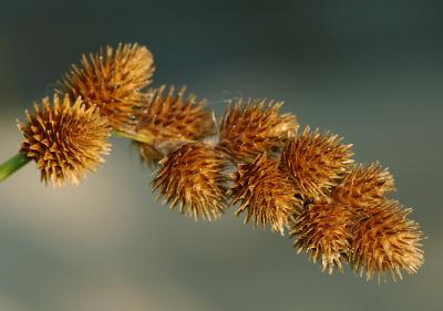 DSC_0004.jpg