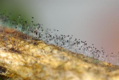 DSC_00081.jpg