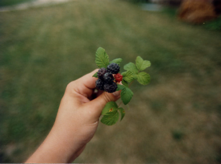 Berries, Indiana (1991)