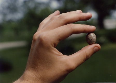 Cardinal egg, Indiana (1987)
