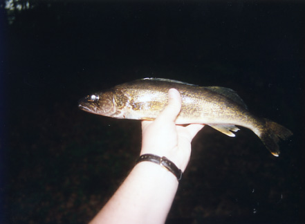 Walleye, Three Lakes, Wisconsin (1989)