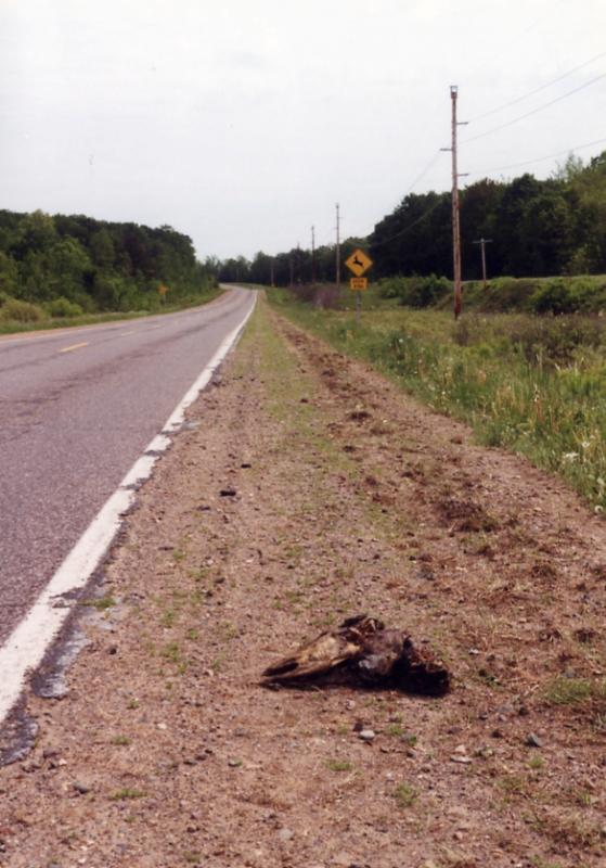 Deer head Upper Penninsula, MI