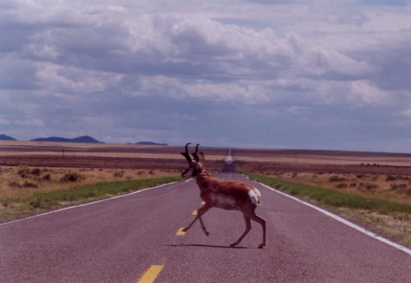 Near VLA, NM