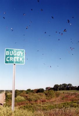 Buggy Creek