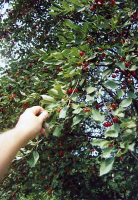 Cherries, Shelbyville, India (1989)