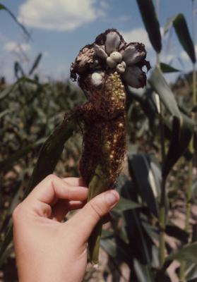 Diseased corn, Indiana (1988)