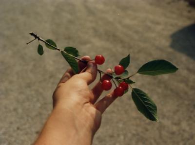 Home-grown cherries, Indiana (1989)
