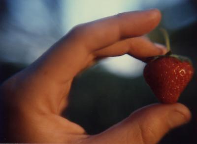Home-grown strawberry, Indiana (1986)