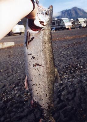 Silver salmon, Seward, Alaska (1994)