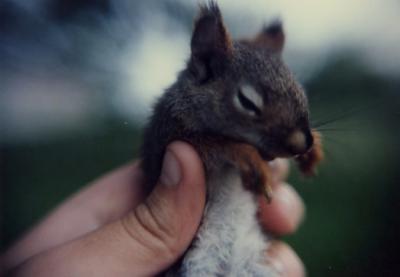 Squirrel, Indiana (1086)