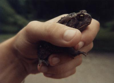 Toad (Indiana, 1988)