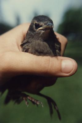 Young starling, Indiana (1985)