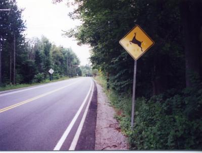 No, I can't explain why this deer is mostly headless.