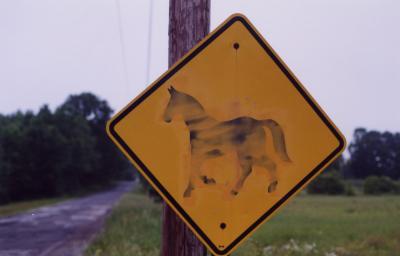 horse Chesterfield, MA