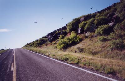 Large birds over Clayton, NM
