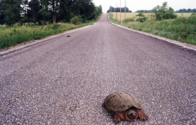 Snapping Turtle, Arkansas