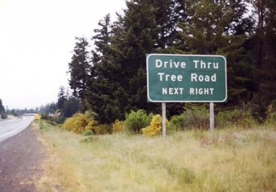Drive Thru Tree Road