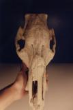 Cow skull