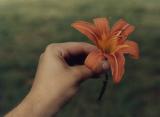 Day lily, Indiana (1985)