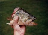 Fish head from a 4 lb. largemouth bass, Indiana (1989)