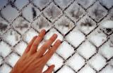 Frosted fence, Northampton, Massachusetts (1996)