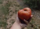 Homegrown tomato, Shelbyville, Indiana