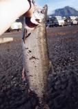Silver salmon, Seward, Alaska (1994)