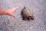 Snapping turtle, Missouri (2000)