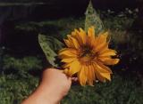 Sunflower (Indiana, 1986)