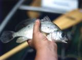 Unidentified fish, Indiana (1990) 