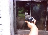 Young blue jay (Indiana, 1987)