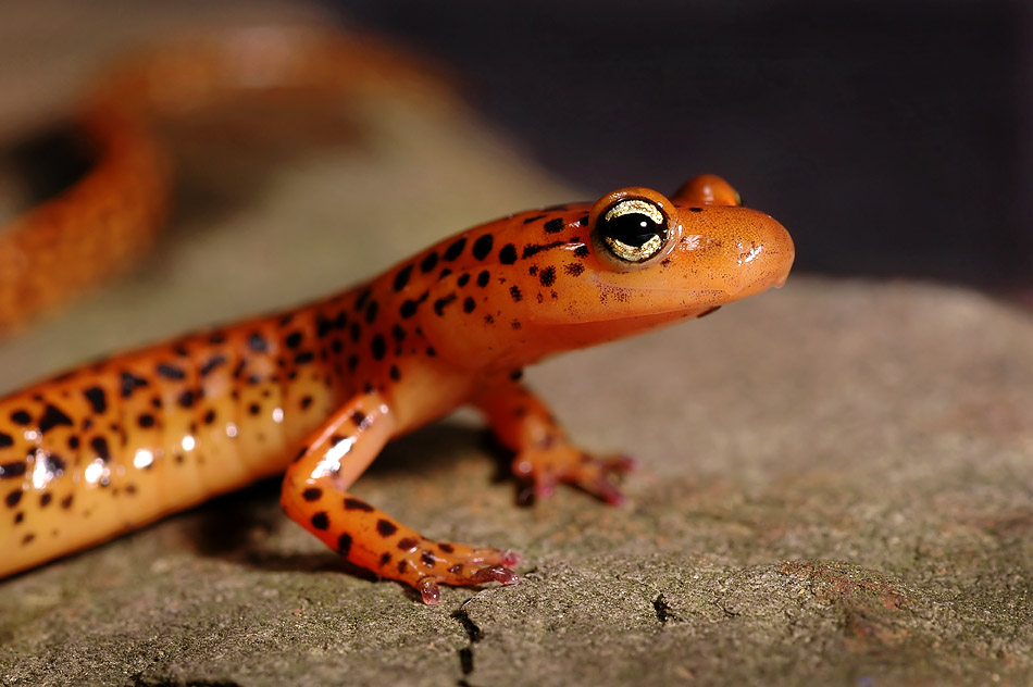 Orange Salamander 3s.jpg