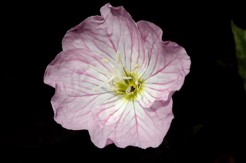 pink primrose 1s.jpg