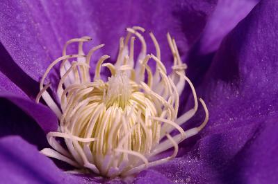 clematis center 1s.jpg