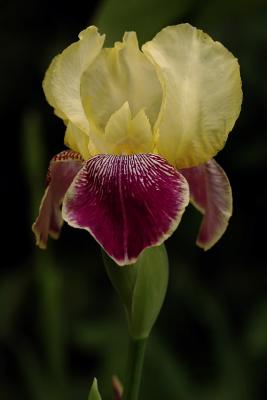 sml Yellow Iris_s.jpg