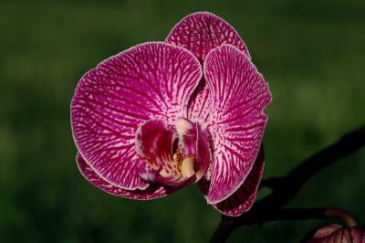 Orchid purple and white 2s.jpg
