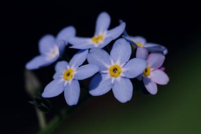 Forget-me-not 2s