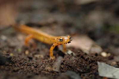 Orange Salamander 1s.jpg