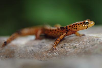 Orange Salamander 2s.jpg