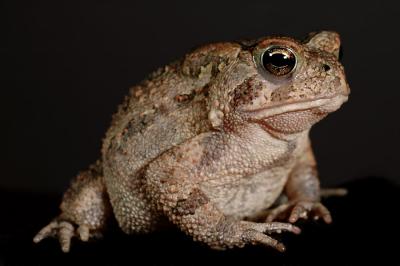 Toad on black 2s.jpg