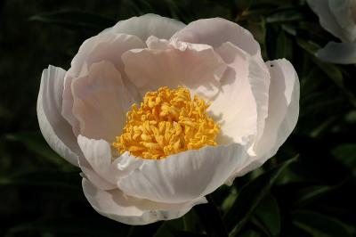 peony pale pink 1s.jpg