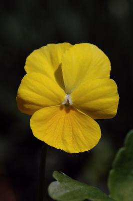 Yellow Viola 1s.jpg