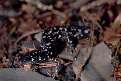 Spotted salamander 1s.jpg