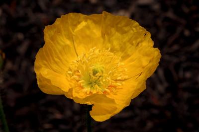 Yellow Poppy 1s.jpg
