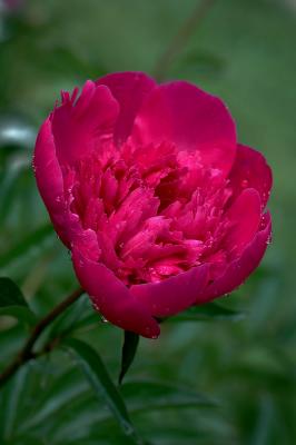 Peony magenta 1s.jpg