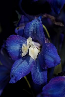 Delphinium 1s.jpg