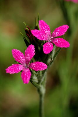 v3/89/482789/3/44992351.purpleweed2s.jpg