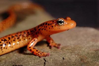 Orange Salamander 3s.jpg